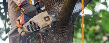 Best Tree and Shrub Care  in Biltmore, TN