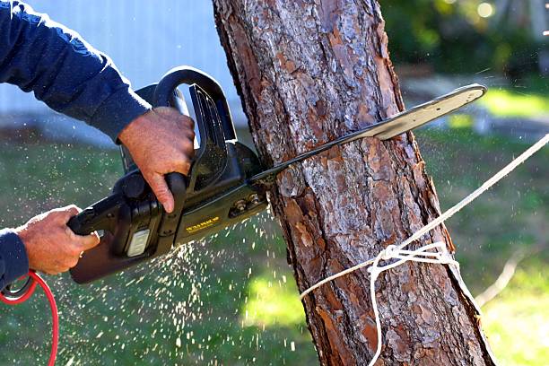 How Our Tree Care Process Works  in  Biltmore, TN